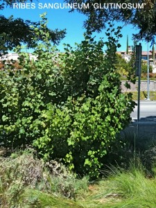 Ribes sanguineum 'Glutinosum'